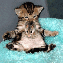 Котёнок развлекается с мышкой, батут на животе
