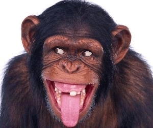 Смешная рожа обезьяны шимпанзе на аву вконтакте