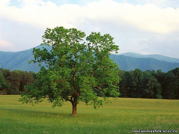 красивые Картинки, рисунки Природа