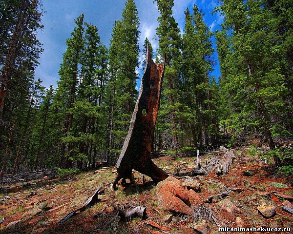 красивые Картинки, рисунки Природа