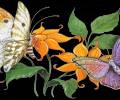 Две нарисованные бабочки на цветке