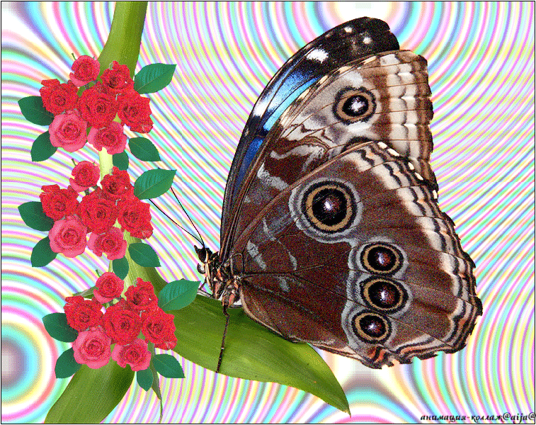 Анимация коллаж с огромной бабочкой на цветке
