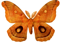 Ночная бабочка жёлто-оранжевого цвета