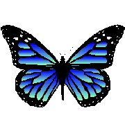 Порхающая бабочка чёрного и синего оттенков